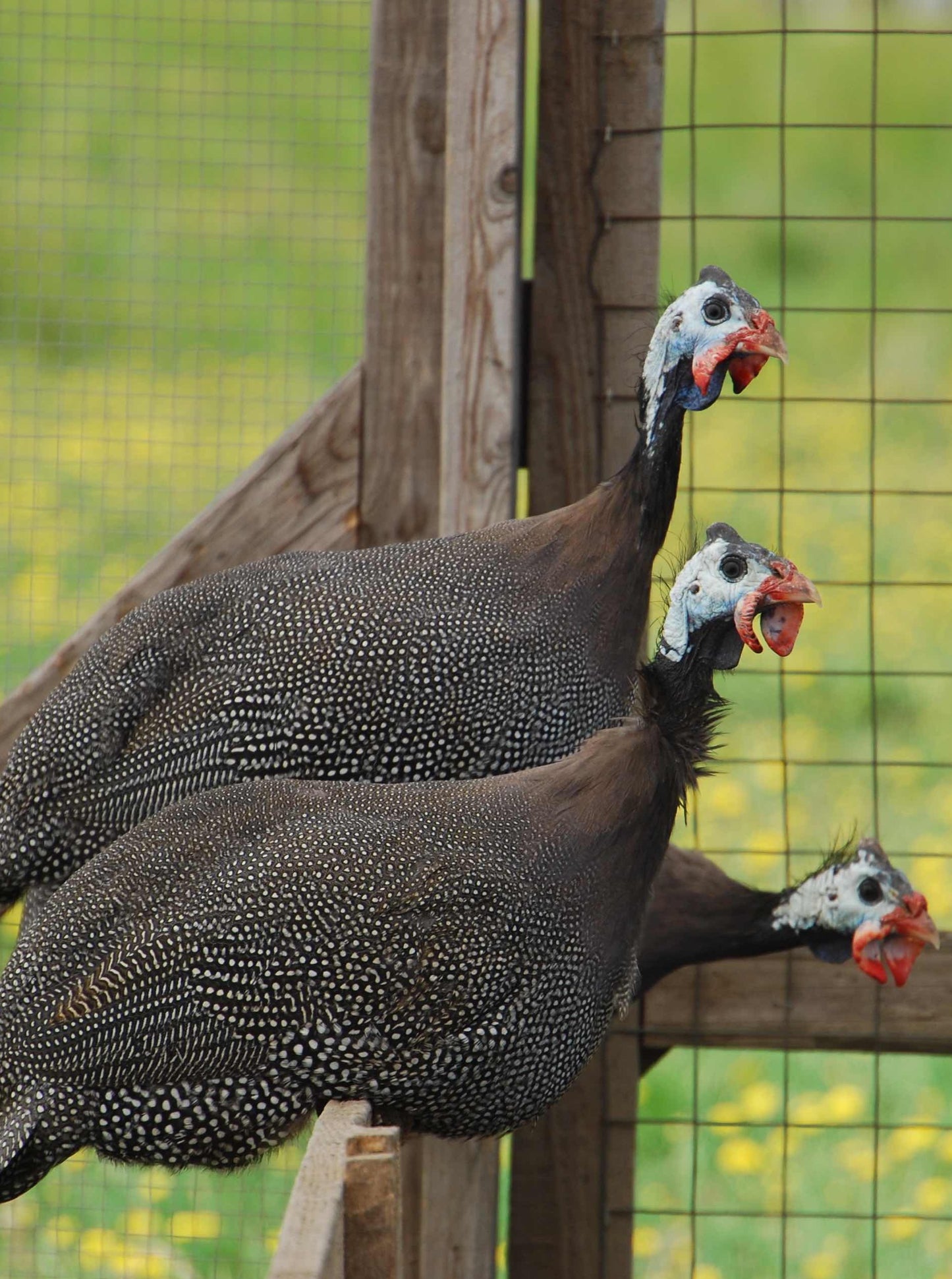 Guinea Hen