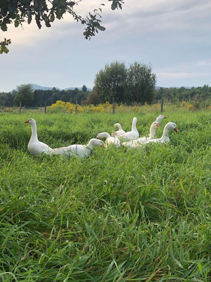 Canard Moulard