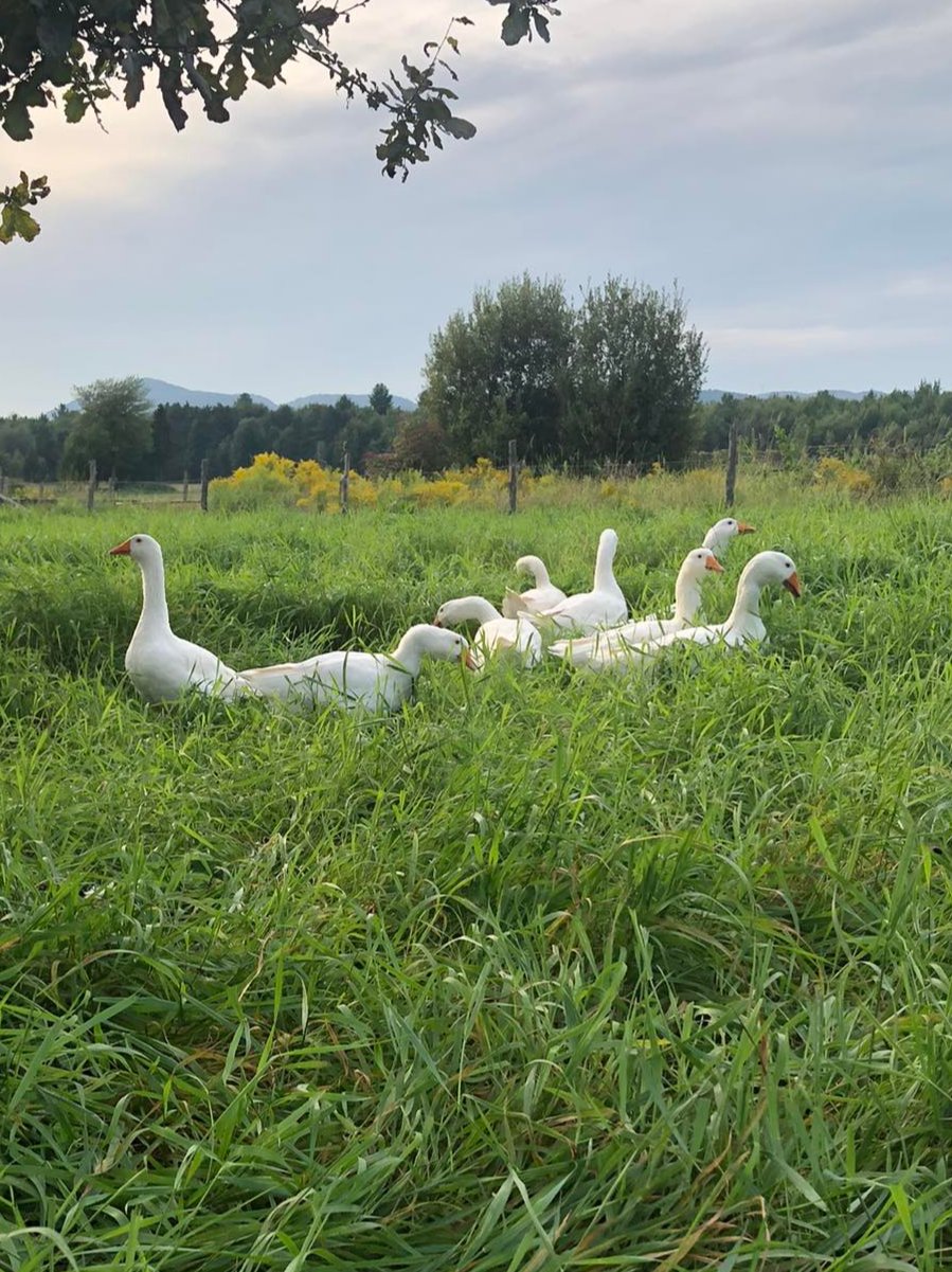 foie gras