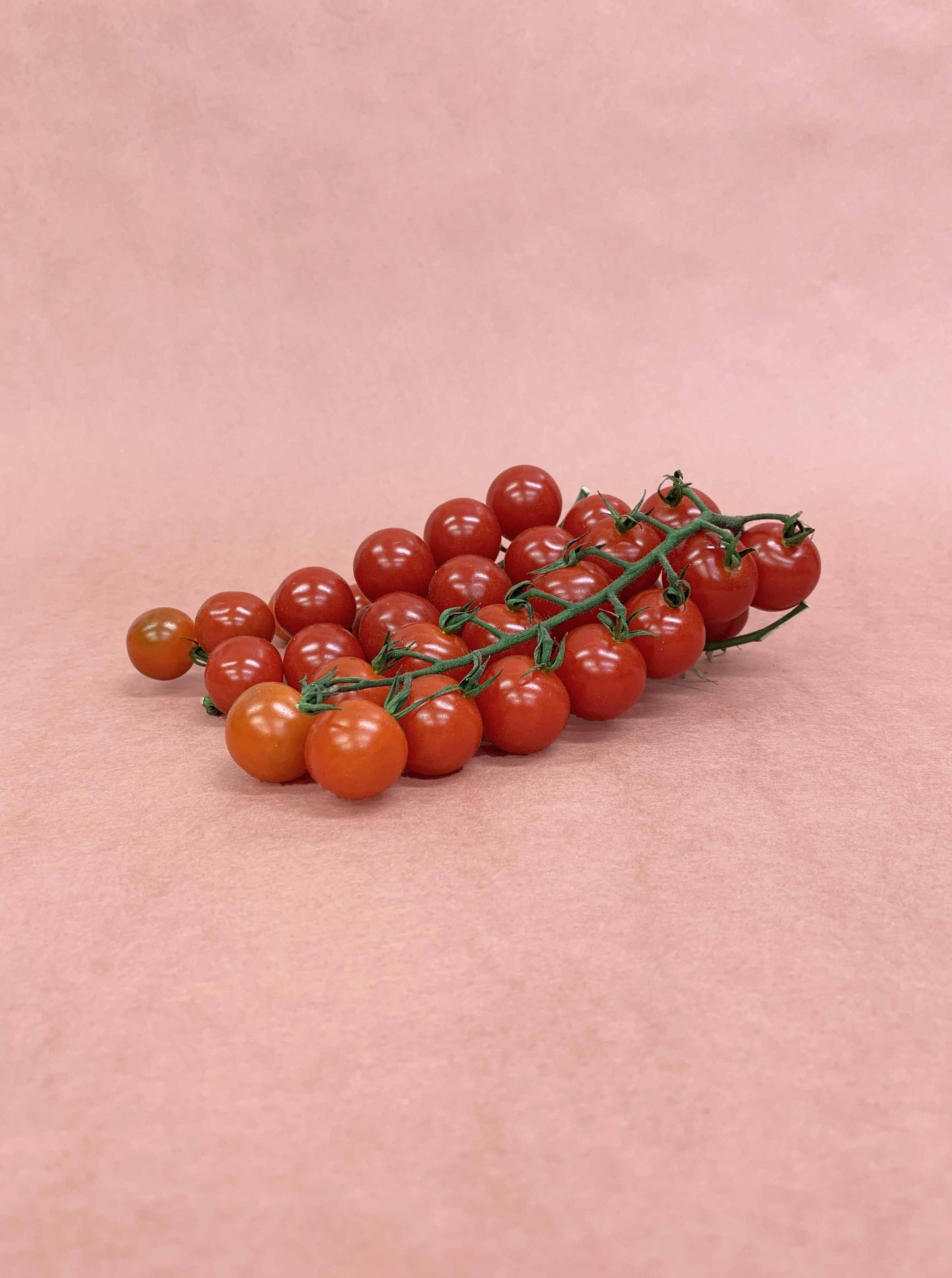 Tomates cerises Savoura, au 200g